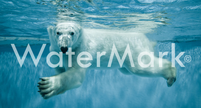 Cómo Añadir Marcas de Agua a tus Imágenes | Blog de Wix